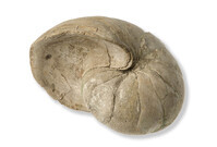 F 02270
<br/>
<br/>
<em></em>